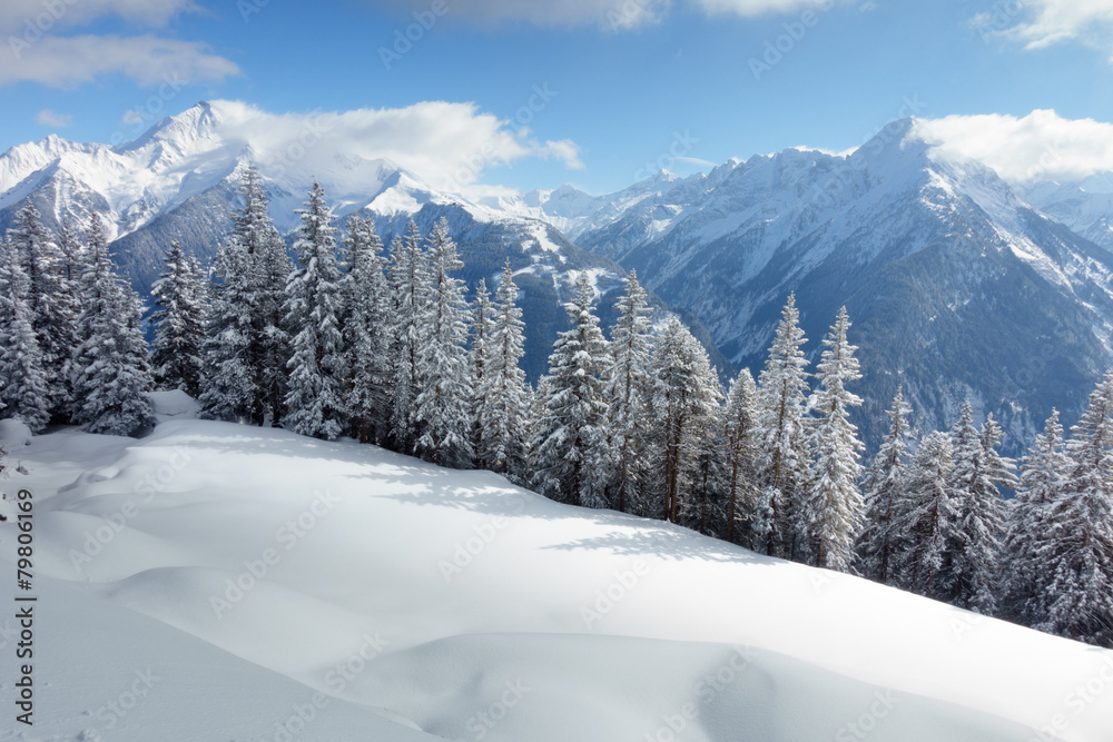 Winterwald mit den Alpen im Hintergrund