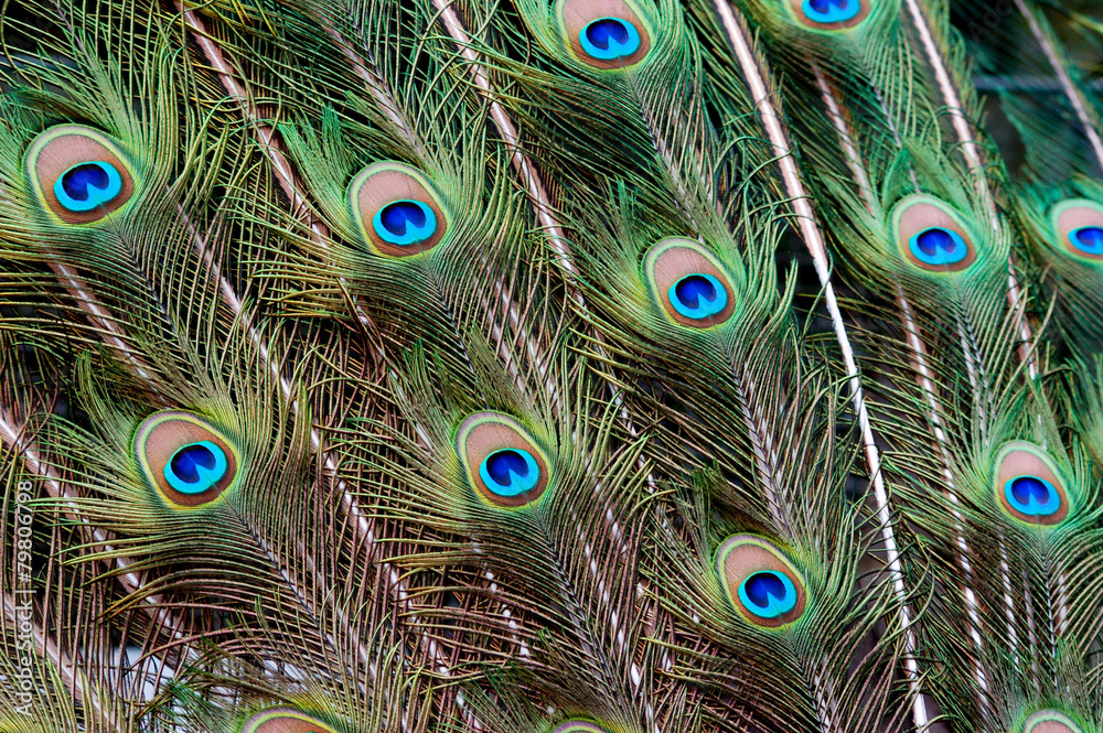 Obraz premium peacock feather