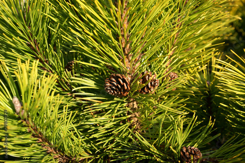 Pinus mugo Winter Gold with the cone photo