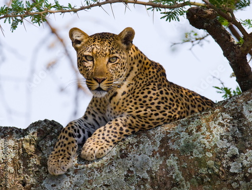Leopard on the Tree. East Africa. Tanzania. Serengeti National Park.  photo