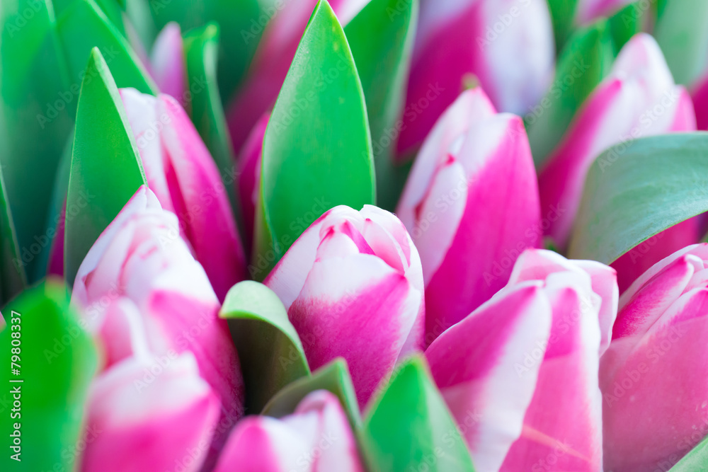 Obraz premium Pink and white tulips