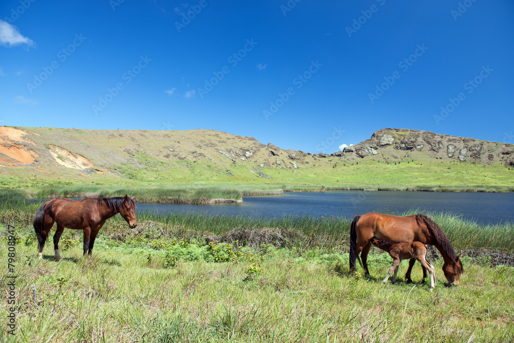 Fototapeta premium Wildpferde im Rano Raraku Krater (Osterinsel, Rapa Nui)
