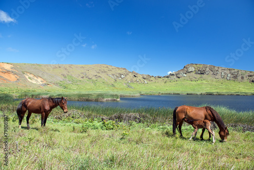 Wildpferde im Rano Raraku Krater (Osterinsel, Rapa Nui)