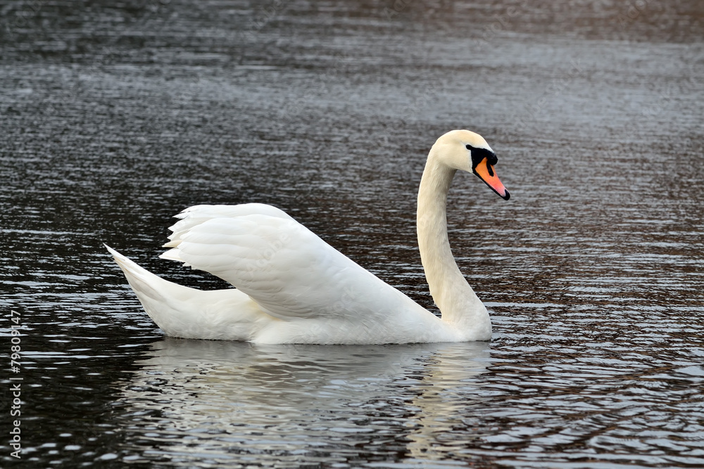 Obraz premium White Swan
