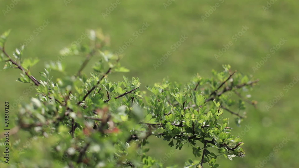 girl touches the bush (FLAT COLOR) girl touches the bush (FLAT COLOR)