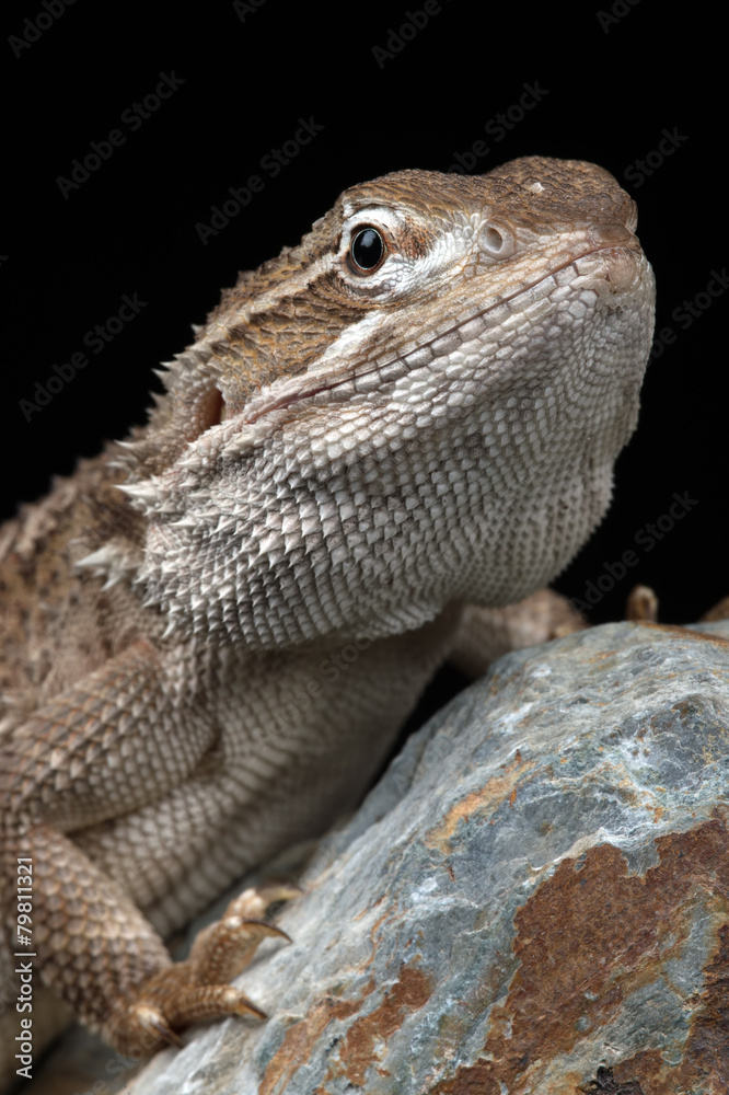 Naklejka premium Rankin's Dragon (Pogona Henrylawsoni)