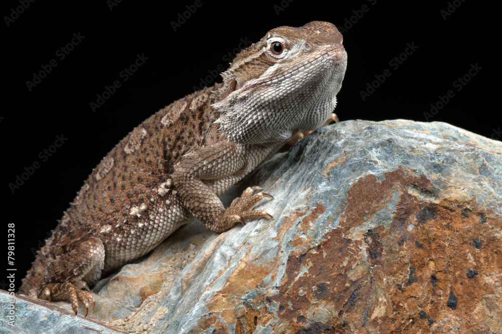 Rankin's Dragon (Pogona Henrylawsoni) Rankin's Dragon (Pogona Henrylawsoni)