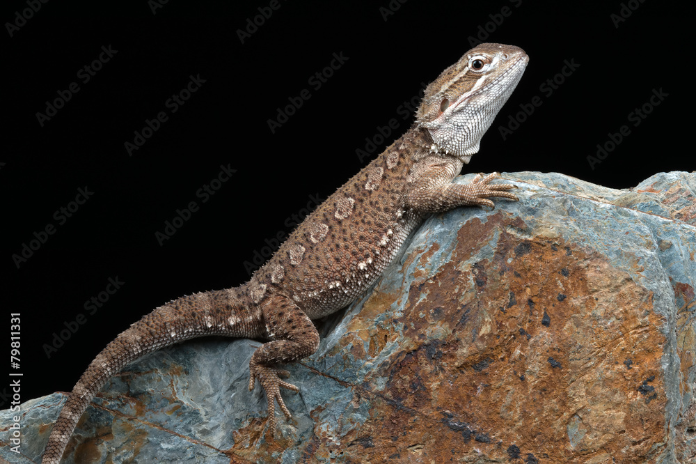 Naklejka premium Rankin's Dragon (Pogona Henrylawsoni)