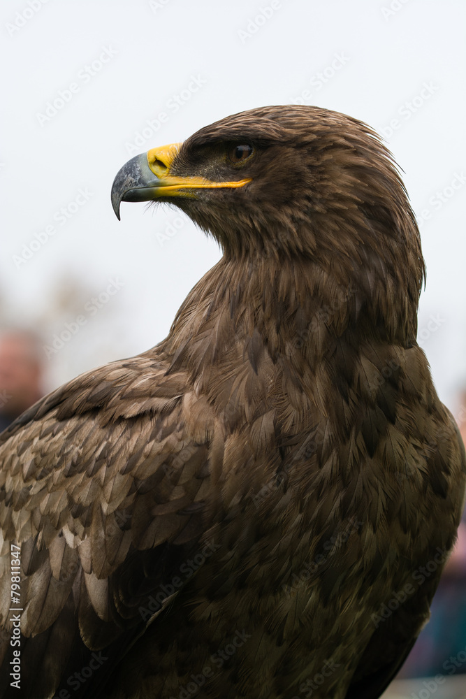 Obraz premium Acquila reale