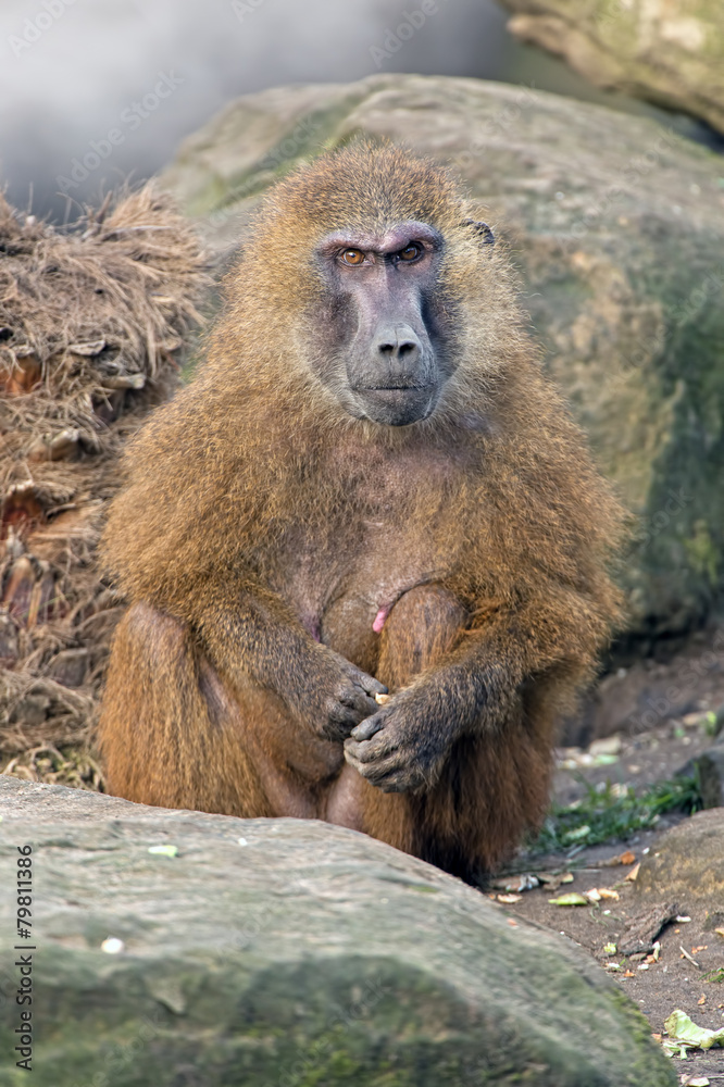 Guinea Baboon (papio papio)