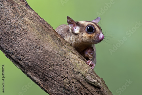 Sugar Glider (Petaurus Breviceps) photo