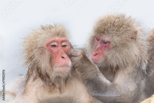 温泉でふれあうニホンザル達 Japanese monkey  enjoys a snowy hot spring