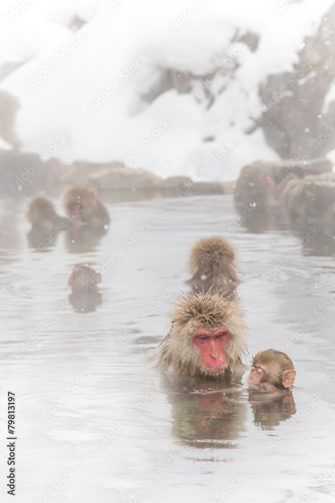 Fototapeta premium 温泉で話し合い 親子のニホンザル Japanese monkey has talk in a hot spring