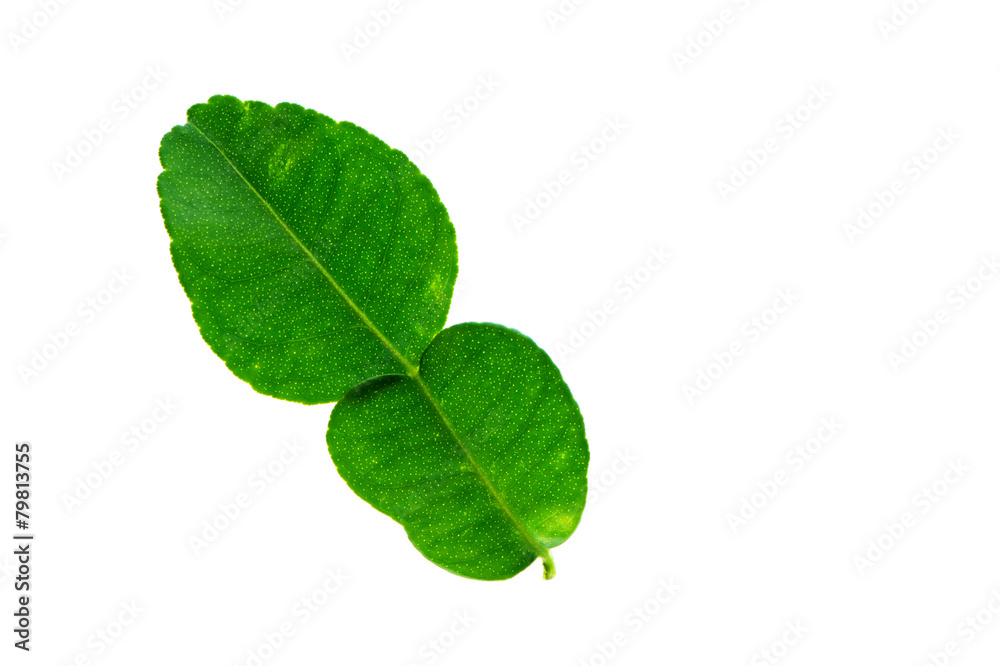 Fototapeta premium (Citrus hystrix DC.), leaf form and texture