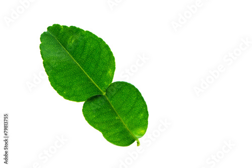(Citrus hystrix DC.), leaf form and texture