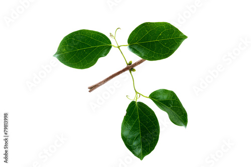 (Dolichandra unguis-cati (L.) L.G.Lohmann), leaf form and textur photo