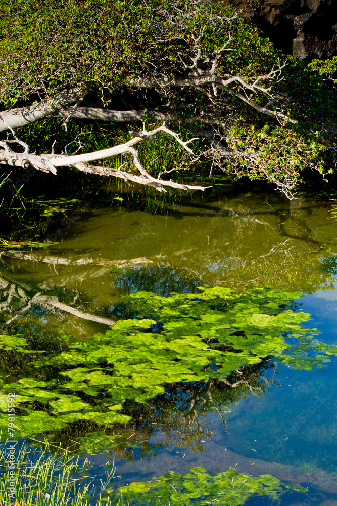 Vegetation in a lagoon, Galapgos Islands Vegetation in a lagoon, Galapgos Islands