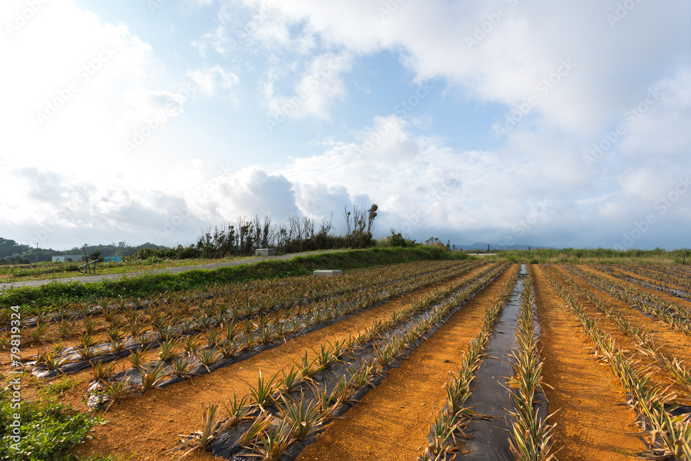 南国のパイナップル畑