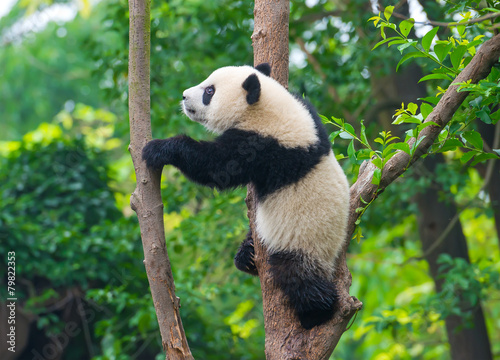 Playful panda bear climbing tree
