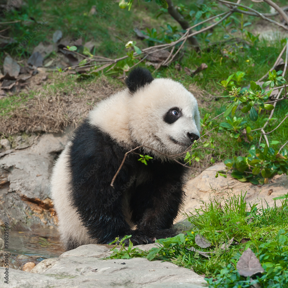 Obraz premium Cute giant panda bear in nature