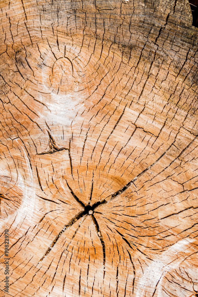 Fototapeta premium Jahresringe auf einem Baumstamm