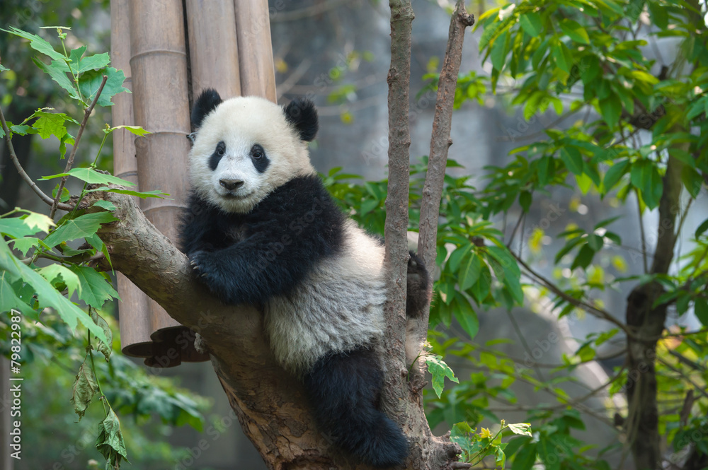 Naklejka premium Miś Panda w drzewie
