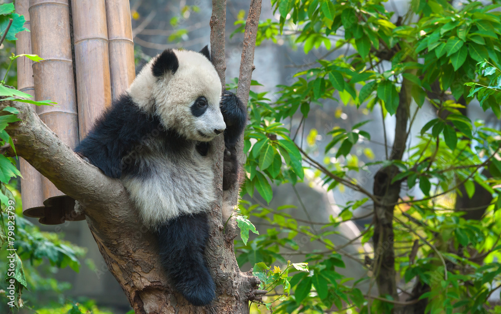 Obraz premium Cute panda bear climbing tree