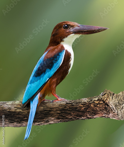 Photography bird of Sri Lanka