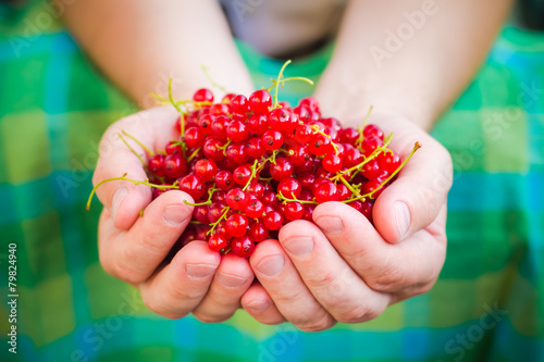 Male hands holding red currant fruit fresh air © Yotka