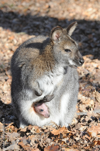 wallaby et bébé