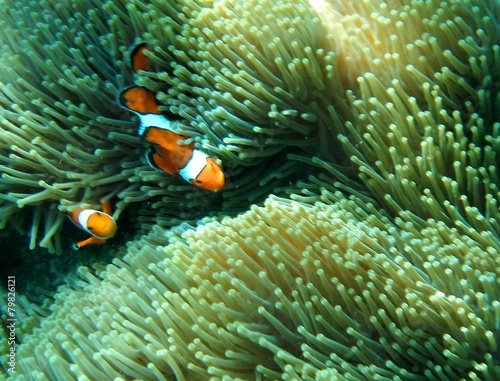 The Nemo Cartoon Fish in underwater by Snorkeling