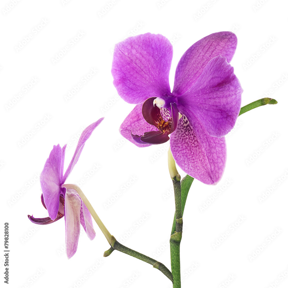 Fototapeta premium Blooming twig of purple orchid isolated on white background.