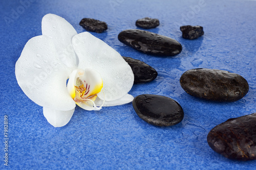 Black spa stones and white orchid flowers over blue background.