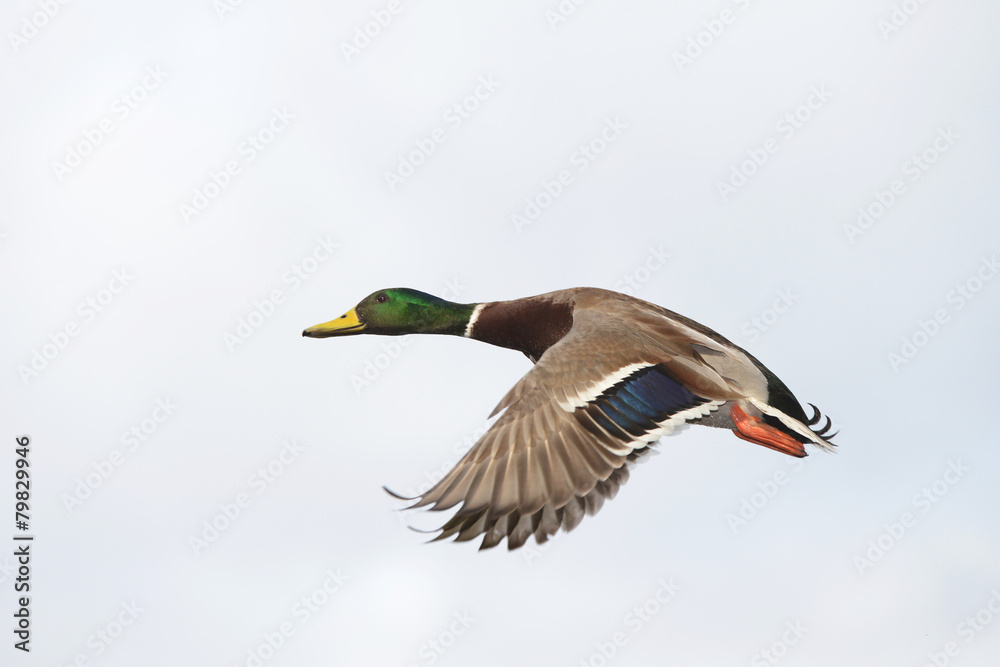 Mallard, Anas platyrhynchos Mallard, Anas platyrhynchos