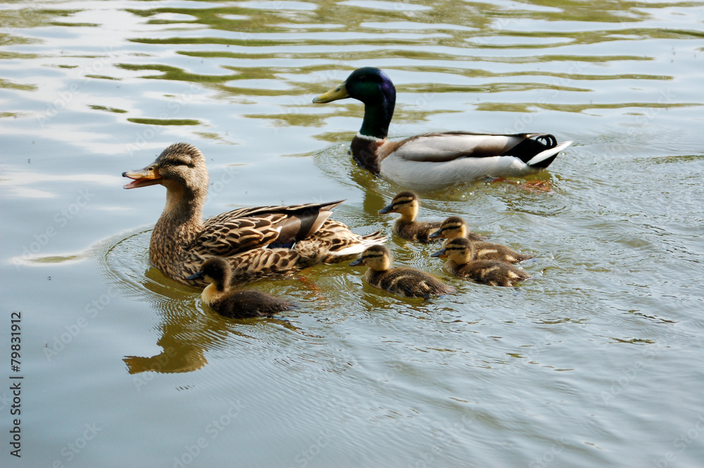 Obraz premium ducks family