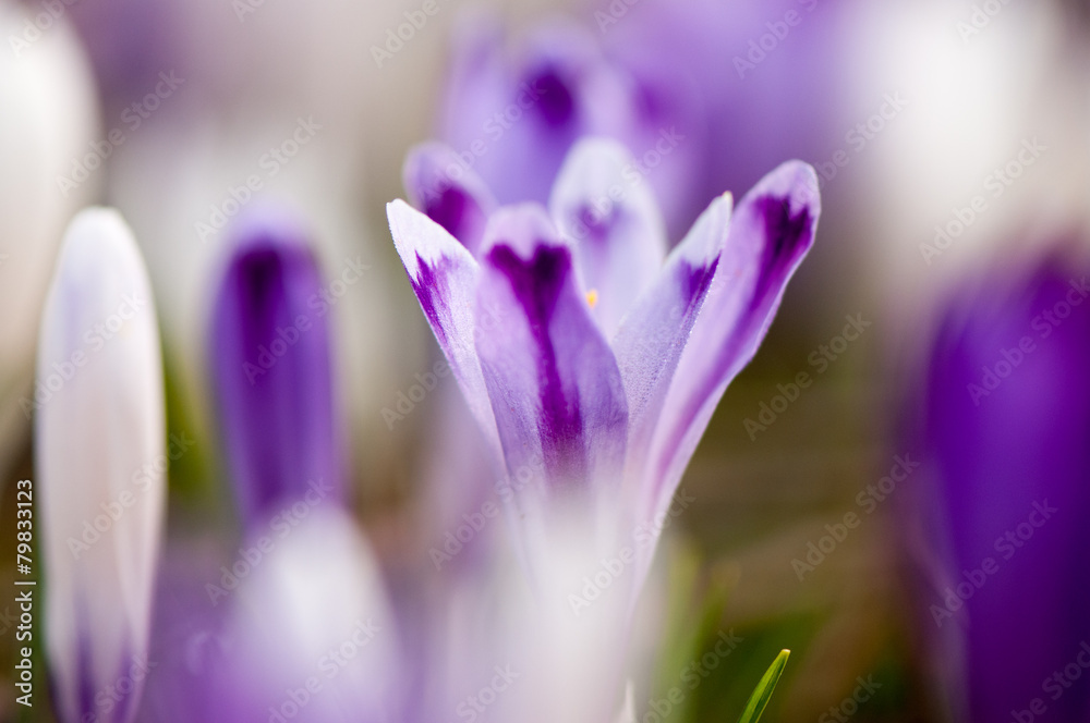 Crocus