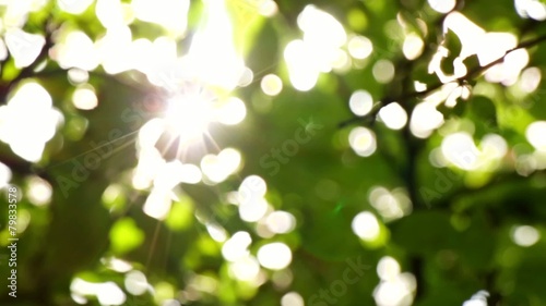 Sunlight Solar Power Through Green 3