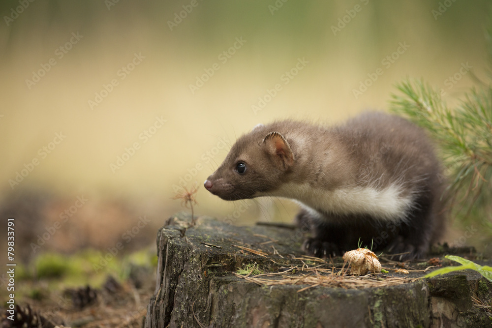 Beech Marten Beech Marten