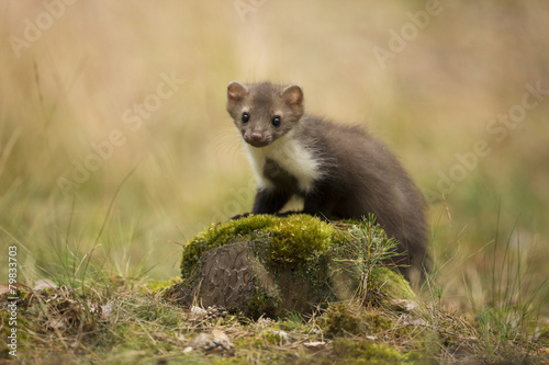 Beech Marten