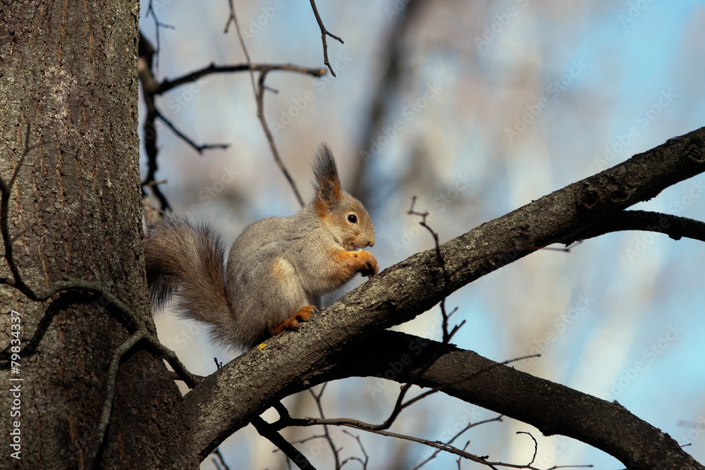 Fototapeta premium Snack in the branches.