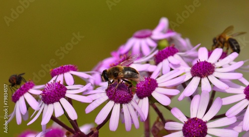 Bees and fly on wild flowers 