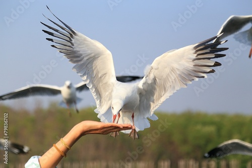 Flying Seagull, Bang-Pu,Thailand
