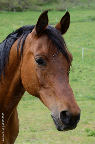 cavallo cavalli coda di cavallo ippodromo cavalcare fante fantino cavaliere © franzdell