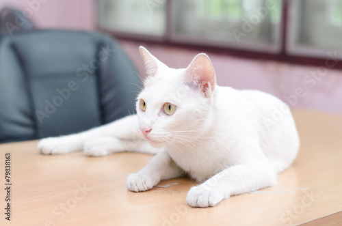 White cat laying down on the table