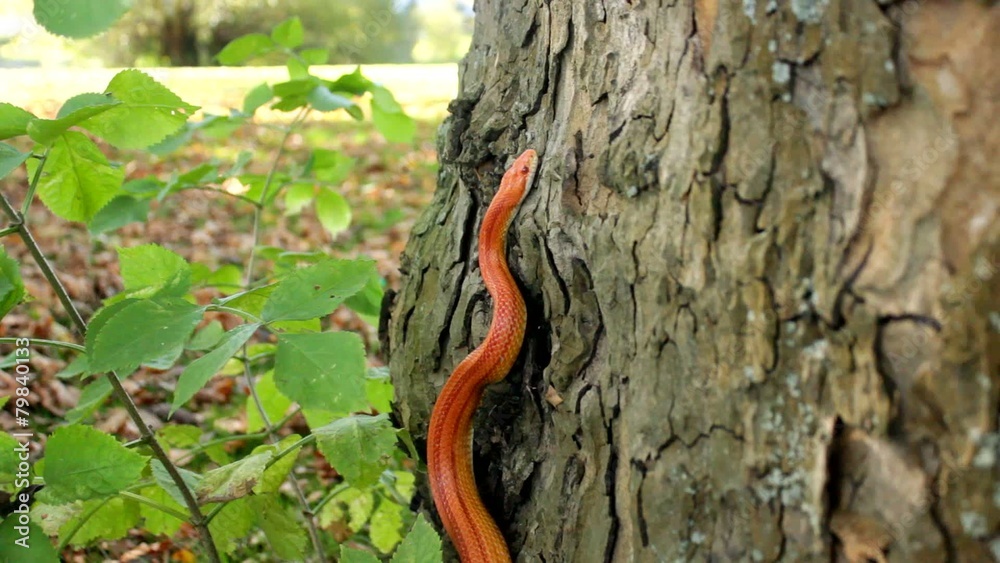 Albino Snake - Grass Snake - Ringelnatter on tree Albino Snake - Grass Snake - Ringelnatter on tree