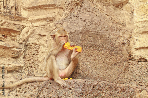 monkey
