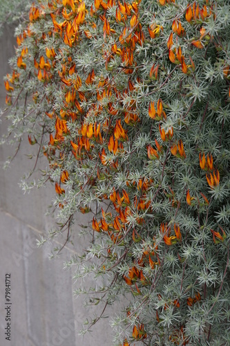 Kanaren-Hornklee - Lotus berthelotii photo