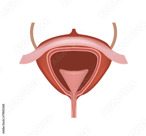 Human bladder vector illustration