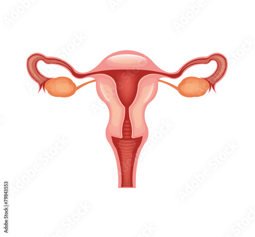 Female reproductive system. Vector flat illustration photo