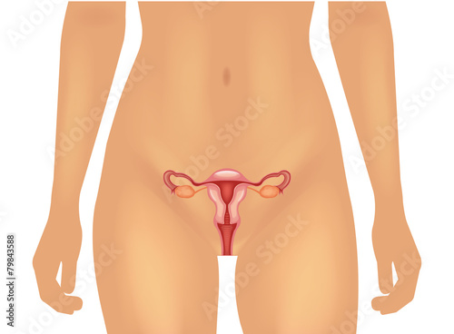 Female reproductive system. Vector  illustration
